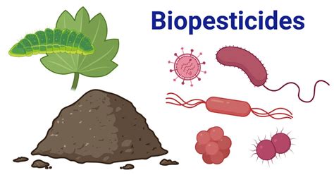  凤尾花: 探索天然染料和生物农药的潜力！