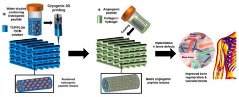  Alginate 的奇妙應用：從傷口敷料到3D列印材料！